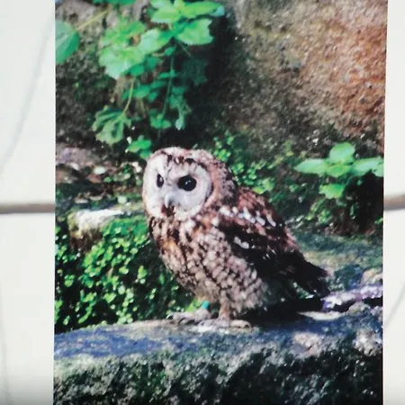 Macieira Brava Apartment *