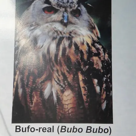 Macieira Brava * Guarda