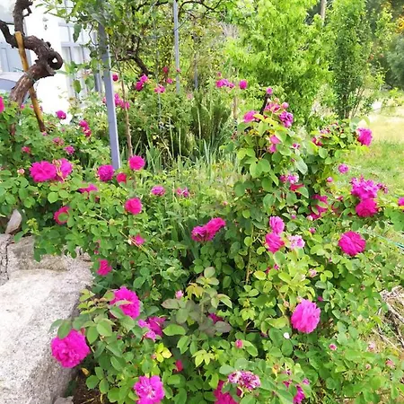 Macieira Brava Apartment