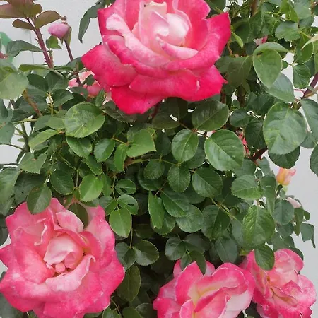 Macieira Brava * Guarda