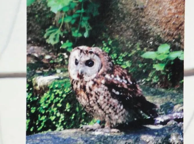 Macieira Brava Apartmán *