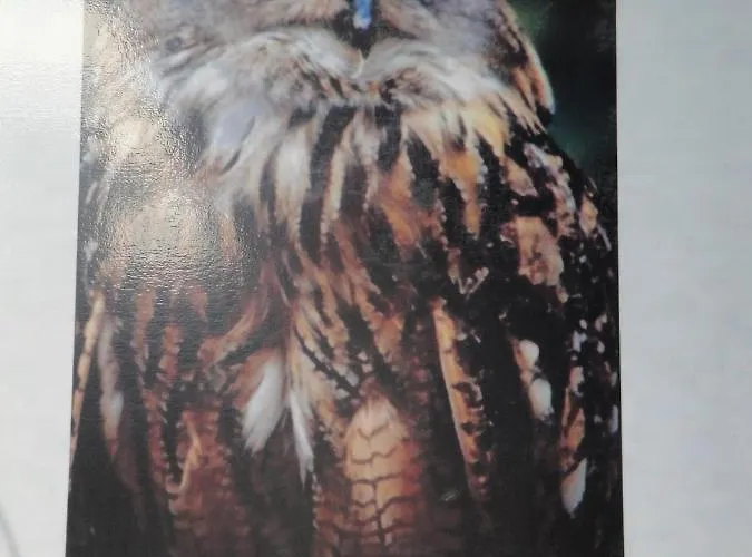 Macieira Brava * Guarda