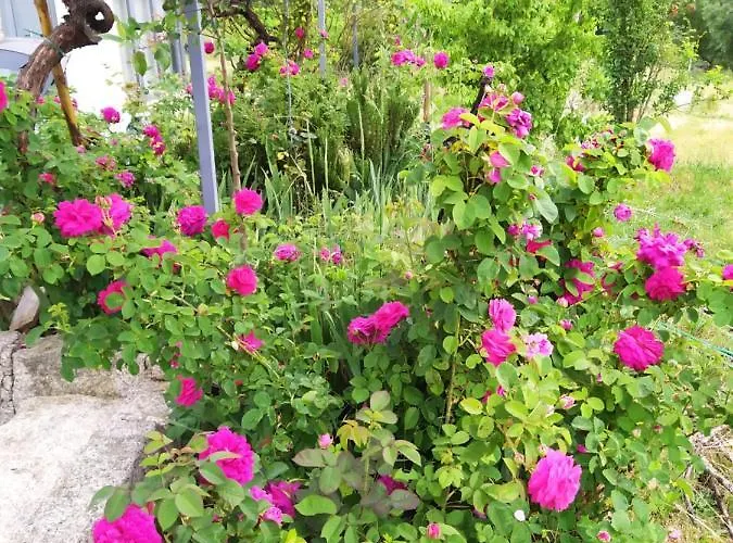 Macieira Brava Apartmán