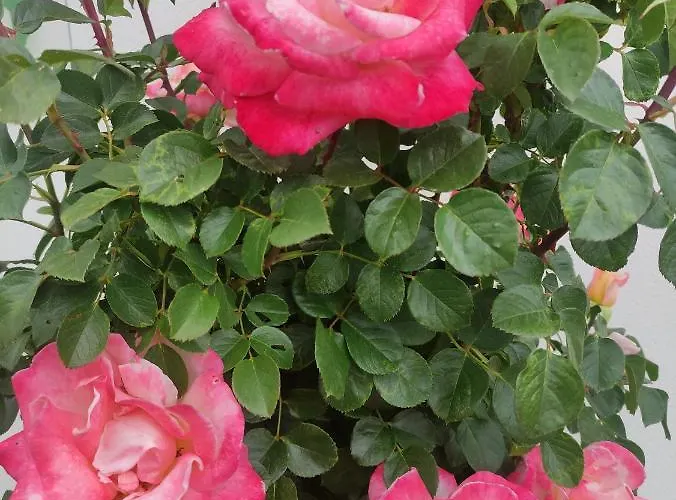 Macieira Brava * Guarda